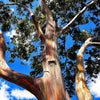 Brighter Blooms - Rainbow Eucalyptus Tree, 4-5 ft. - No Shipping To AZ,OR