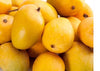 Alphonso Mango GRAFTED tree (2-5 Feet Tall). ship to all states