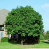 Brighter Blooms - Chinese Pistache Tree, 5-6 ft. - No Shipping To AK, AZ, HI