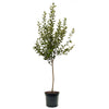 Expert Gardener 3-4 ft. tall Melrose Apple Live Tree in 7-Gallon Grower Pot