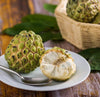 Sugar apple TREE GRAFTED. Ships free to all states in 3 gallons pot