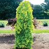 Brighter Blooms - Bloomables? Golden Falls? Redbud Tree, 5-6 ft. - No Shipping to AK, AZ, HI, OR