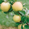 Direct Gardening Transparent Yellow Standard Apple Potted Fruit Tree