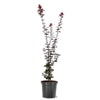 Expert Gardener 3-4' Twombly's Red Sentinel Japanese Maple Tree in 7 gal. Grower Pot