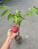 Red Cherimoya (custard apple) TREE GRAFTED. Ships free to all states in 3 gallons pot