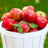 Brighter Blooms - Honeycrisp Apple Tree, 3-4 ft. - No Shipping to AZ, CA, ID, OR, WA