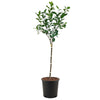 Expert Gardener 3-4 ft. tall Golden Dorsett Apple Live Tree in 7-Gallon Grower Pot