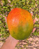 Jakarta MANGO TREE GRAFTED (2-4 Feet Tall). Ship to all states