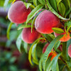 Brighter Blooms - Red Haven Peach Tree, 3-4 ft. - No Shipping to AL, AR, AZ, CA, CO, ID, LA, MS, OR, WA