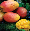 Kent Fast Growing mango tree GRAFTED 2-4 Ft Tall. Ship To all states.