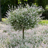 Brighter Blooms - Tri-Color Willow Tree, 4-5 ft. - No Shipping To AZ