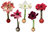 Waxed Amaryllis Bulb Holiday 5 Pack---Five Assorted Waxed Amaryllis Bulbs 28/ 30cm- A Perfect Holiday Gift Bundle!