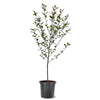 Expert Gardener 3-4 ft. tall Harvest Gold Crabapple Live Tree in 7-Gallon Grower Pot