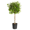 Brighter Blooms - Braided Benjamina Ficus Tree, 3-4 ft. - No Shipping to AZ, OR