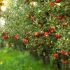 Brighter Blooms Dwarf Gala Apple Live Tree