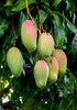 Valencia pride MANGO TREE GRAFTED (2-4 Feet Tall). ship to all states