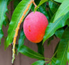 Haden Mango Grafted Tree 1.5-4 Ft Tall. Ship To ALL STATES