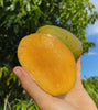 Julie Dwarf (Juliette) mango tree Grafted. Ship To all states